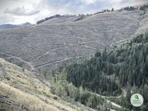 Rezultatele IFN-III arată degradarea accelerată a pădurilor din ţara noastră